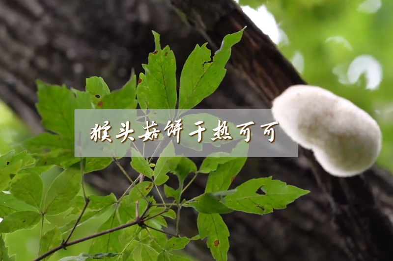 猴頭菇餅干熱可可